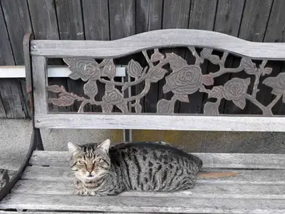 Ferienwohnung für 5 Personen (60 m²) in Nieblum 6/10