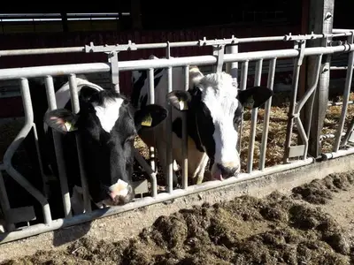 Ferienwohnung für 5 Personen (60 m²) in Nieblum 7/10