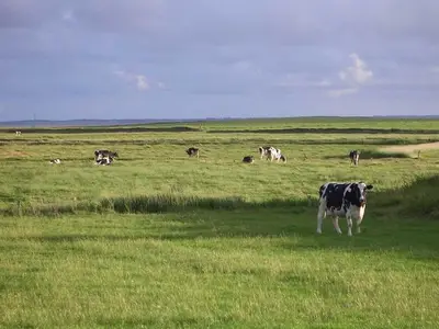 Ferienwohnung für 5 Personen (60 m²) in Nieblum 8/10