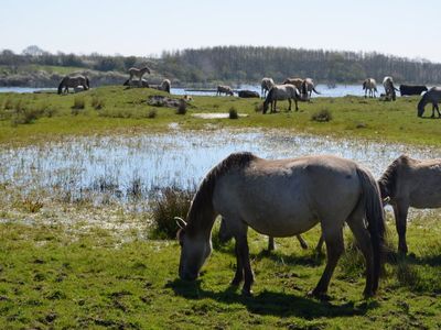 Koniks-Wildpferde - Geltinger Birk