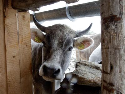 Bauernhof - Kuh