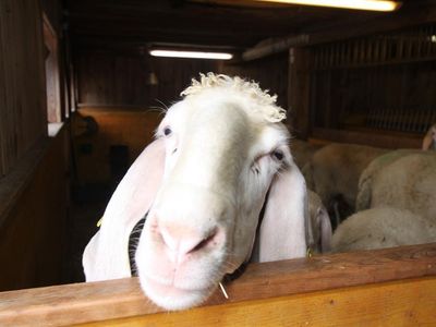 Bauernhof - Schafe
