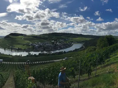 Traubenlese im Weingut B. Frieden