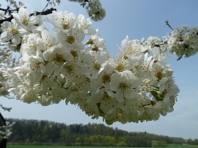 Kirschblüte