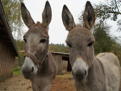 Eselmama Vroni mit Eseltochter Zenzi