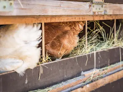 Oberpfälzer Wald, Urlaub am Regen