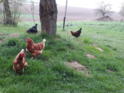 Hühner gibt es auf unserem Hof für die frischen Eier