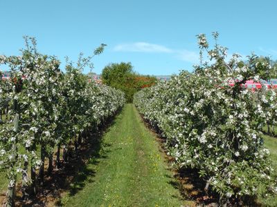 Frühling