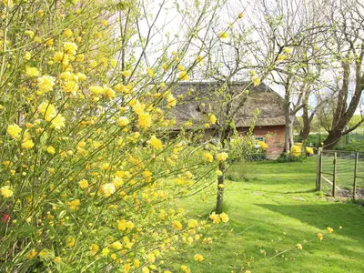 Frühling im Norderfriedrichskoog