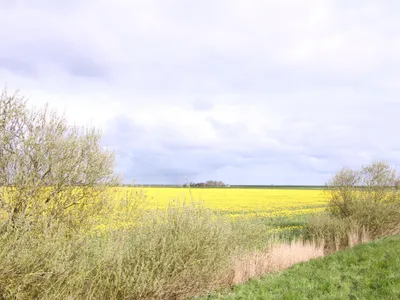 Rapsblüte auf Eiderstedt