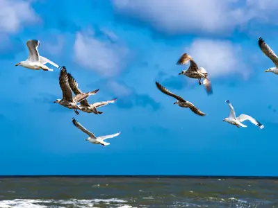 Ferienwohnung für 2 Personen (45 m²) in Norderney 7/7