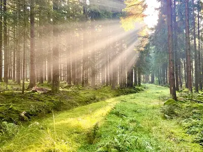 Ausgedehnte Waldwege