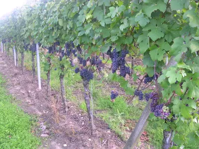 Ferienwohnung für 2 Personen in Nordheim am Main 1/6