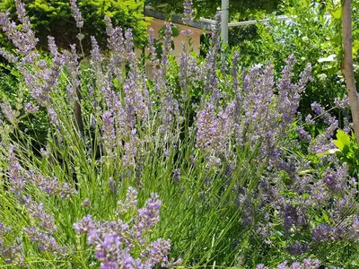 Ferienwohnung für 5 Personen (75 m²) in Novi Vinodolski 7/10