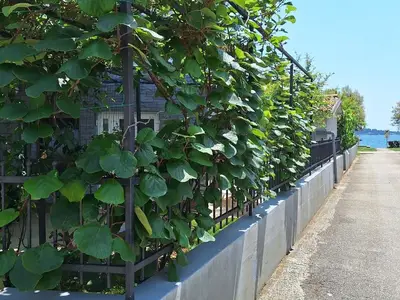 Ferienwohnung für 2 Personen (30 m²) in Novigrad 4/10