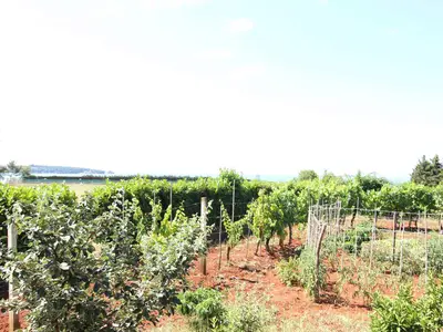 Ferienwohnung für 3 Personen (45 m²) in Novigrad 7/10