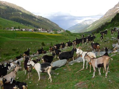 Unsere Ziegen auf der Weide