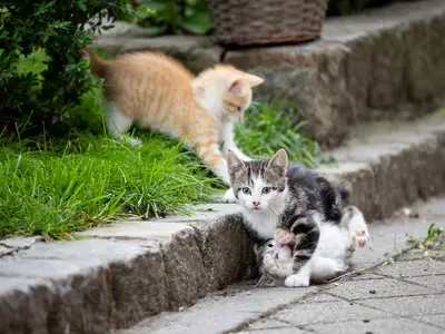 Katzenbabys