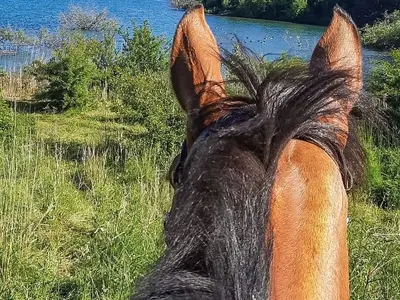 Ferienwohnung für 3 Personen (38 m²) in Nutteln 8/8