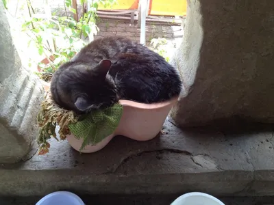 Meinem Tigerli sind meine Blumen egal