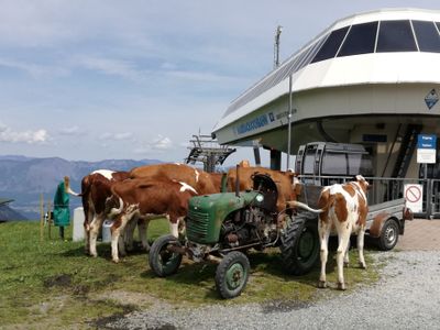 Ferienwohnung für 3 Personen (35 m²) in Oberau (Tirol) 10/10