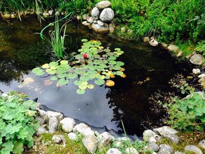 Gartenteich