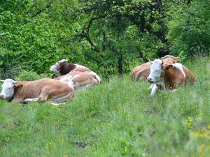 94152-Ferienwohnung-4-Oberaudorf-300x225-5