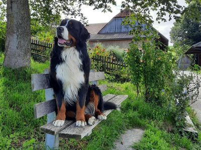 Juri, unser Familienhund