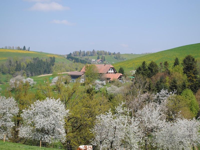 19388426-Ferienwohnung-6-Oberbalm-800x600-1