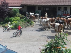 22018985-Ferienwohnung-4-Oberharmersbach-300x225-5