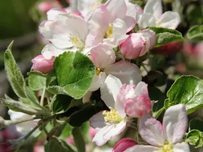 Ferienwohnung für 3 Personen (53 m²) in Oberharmersbach 3/10