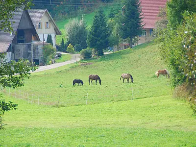 Ferienwohnung für 3 Personen (53 m²) in Oberharmersbach 8/10