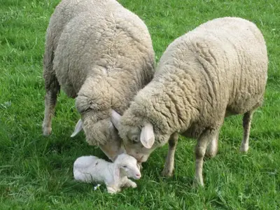 Tiere