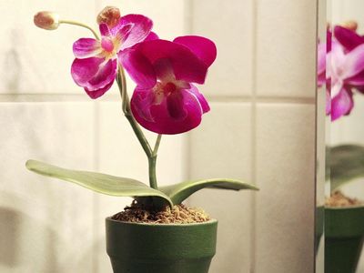 Haus Sonnenruh - Orchidee Bad