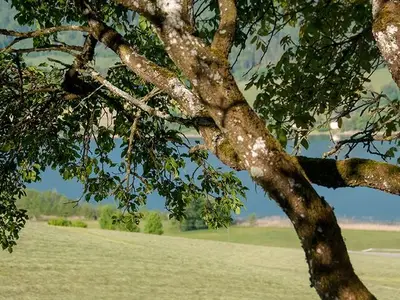 Ferienwohnung für 2 Personen (34 m²) in Oberhofen am Irrsee 6/10