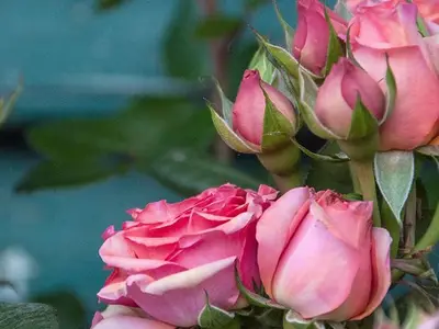 Ferienwohnung für 2 Personen (34 m²) in Oberhofen am Irrsee 6/10