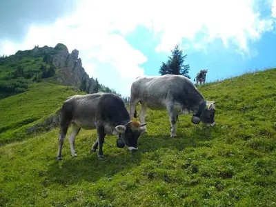 Ferienwohnung für 4 Personen (75 m²) in Bad Hindelang 3/10