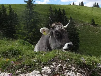 Ferienwohnung für 4 Personen (75 m²) in Bad Hindelang 3/10