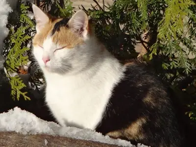 Ferienwohnung für 4 Personen (75 m²) in Bad Hindelang 8/10