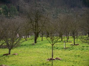 23333061-Ferienwohnung-4-Oberkirch-300x225-1