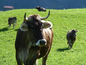 22648815-Ferienwohnung-2-Obermaiselstein-300x225-5