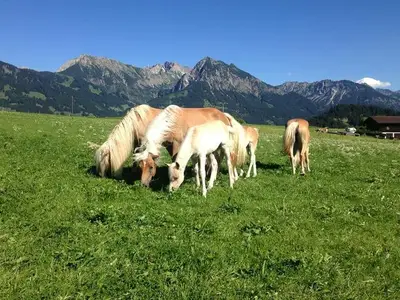 Ferienwohnung für 4 Personen (70 m²) in Obermaiselstein 4/10