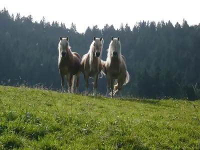 Ferienwohnung für 4 Personen (70 m²) in Obermaiselstein 10/10