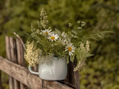 Alpenrose - Blumen