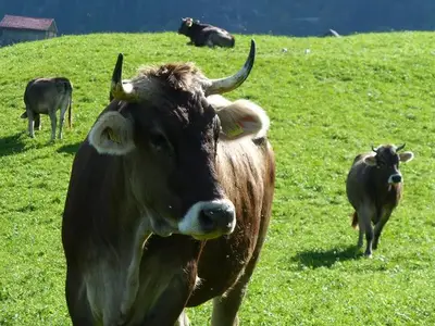 Ferienwohnung für 2 Personen (52 m²) in Obermaiselstein 5/10