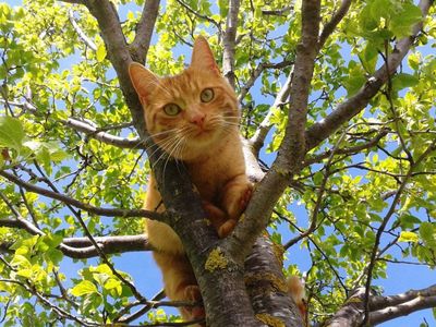 Unsere Katzen lieben das Abenteuer