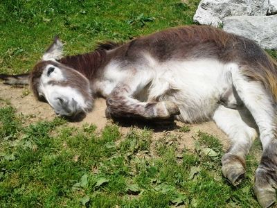 Sonnenbaden darf bei uns jeder