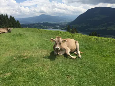 Allgäuidylle mit Alpsee