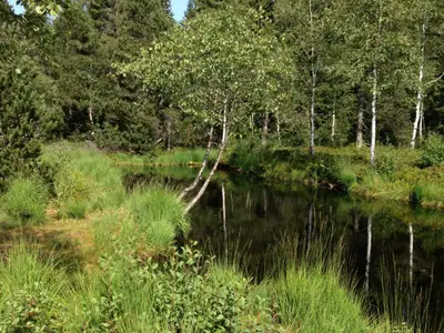Teich im Hochmoor
