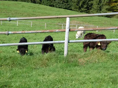 Kälbchen + Pony